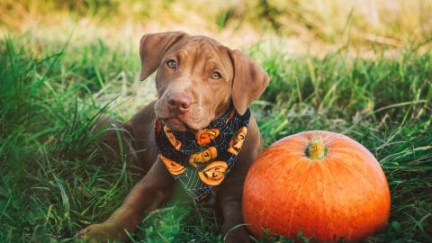 puppy in grass wearing pumpkin print bandana next to orange pumpkin