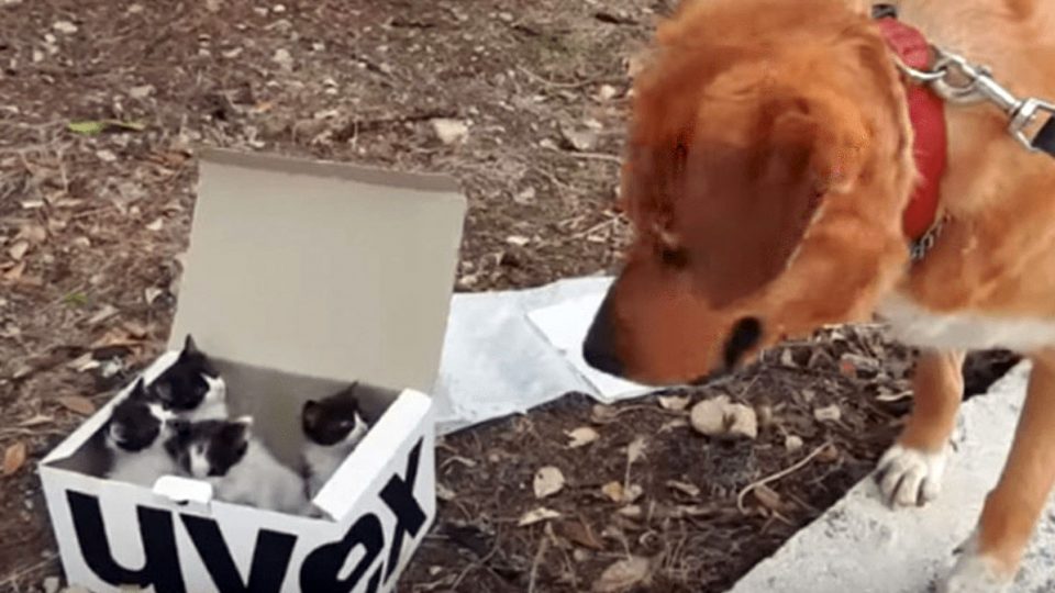 Dog Finds Abandoned Kittens And Adorable Foster Dad [Video