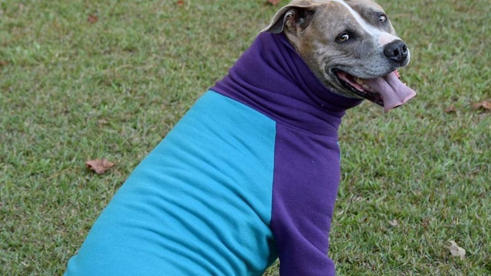 The Best Dog Hoodies to Keep Your Dog Comfy This Fall The Dog People by