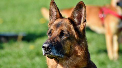 german shepherd looking regal