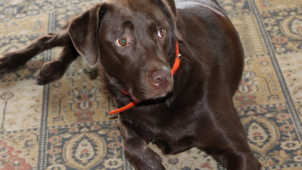 A chocolate lab looks up fearfully from the carpet.