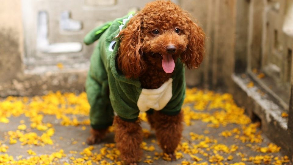 dog in animal hoodie