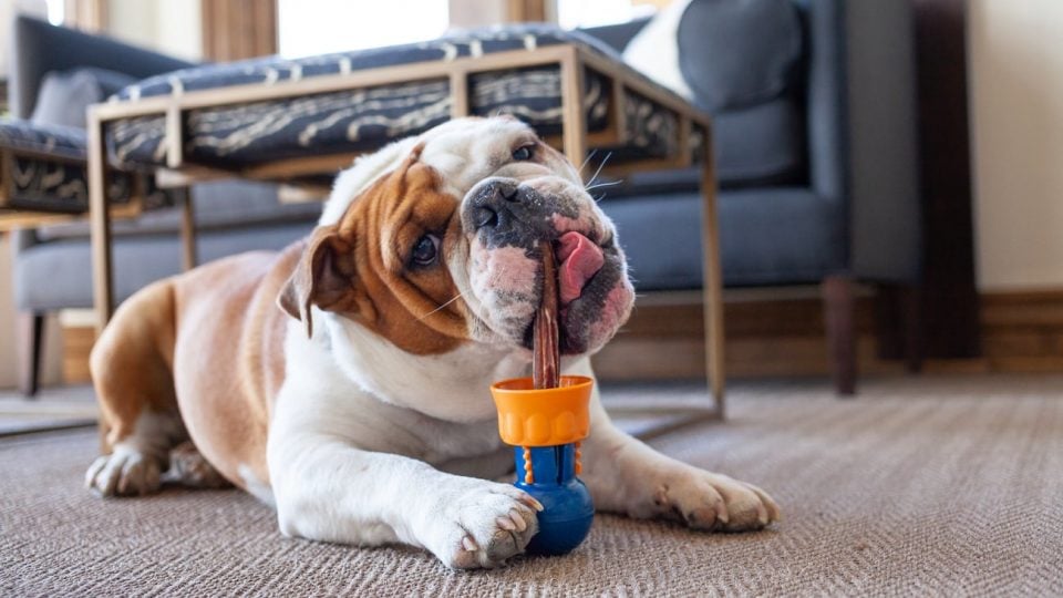 Can Dogs Swallow Bully Sticks Can Dogs Swallow Bully Sticks