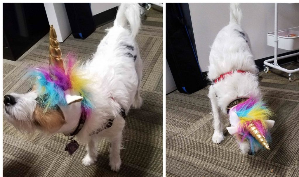 small dog wearing Unicorn Costume hat with horn and rainbow mane