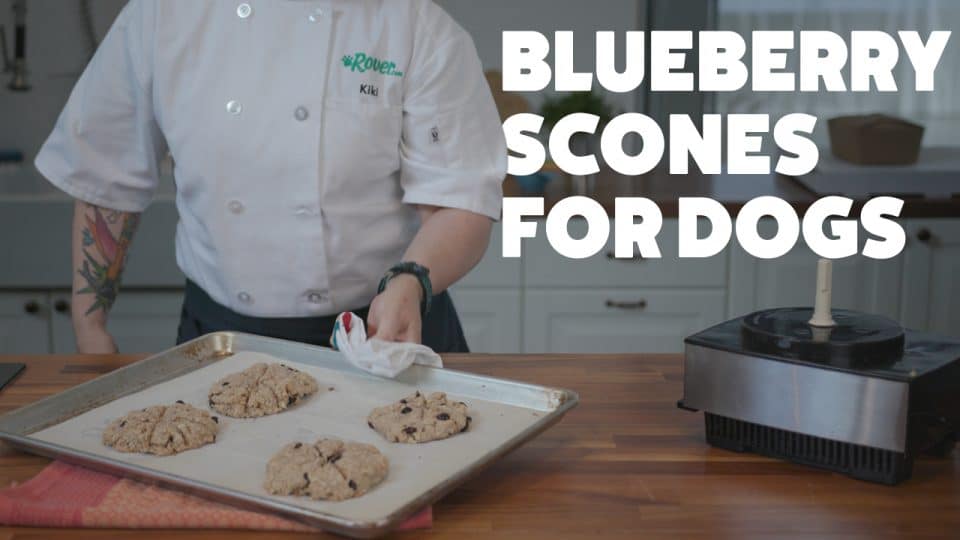 blueberry toasted oat scones for dogs recipe HERO