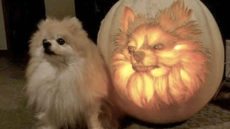 doggolanterns halloween pumpkin carving dogs HERO