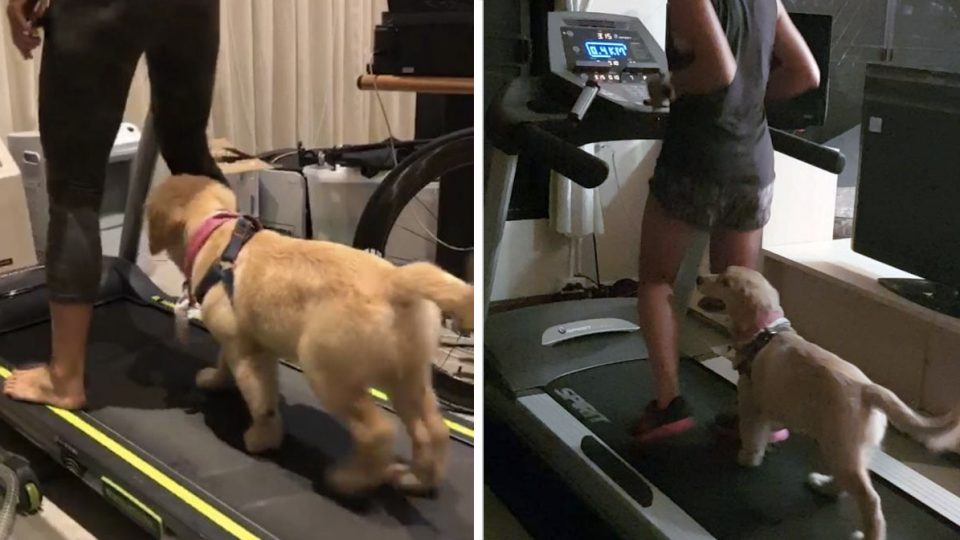 Golden Retriever Puppy on Treadmill is Your Fitspiration The Dog