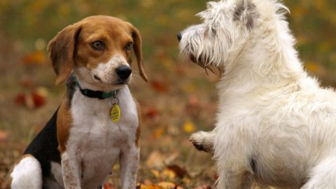 plants poisonous to dogs in the midwest