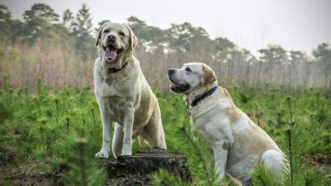 plants poisonous for dogs in the northeast