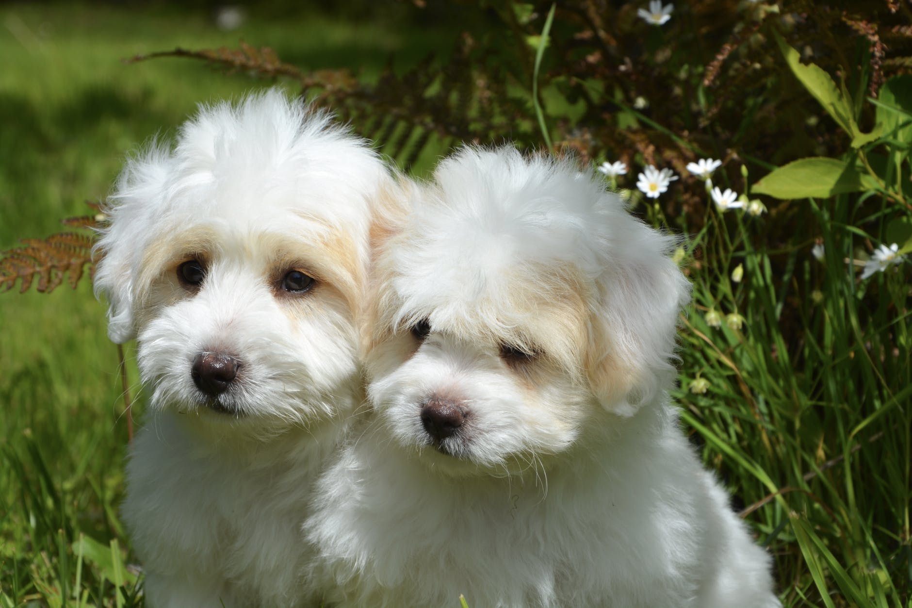 62 Best White Dog Names In 2019 The Dog People By Rover Com
