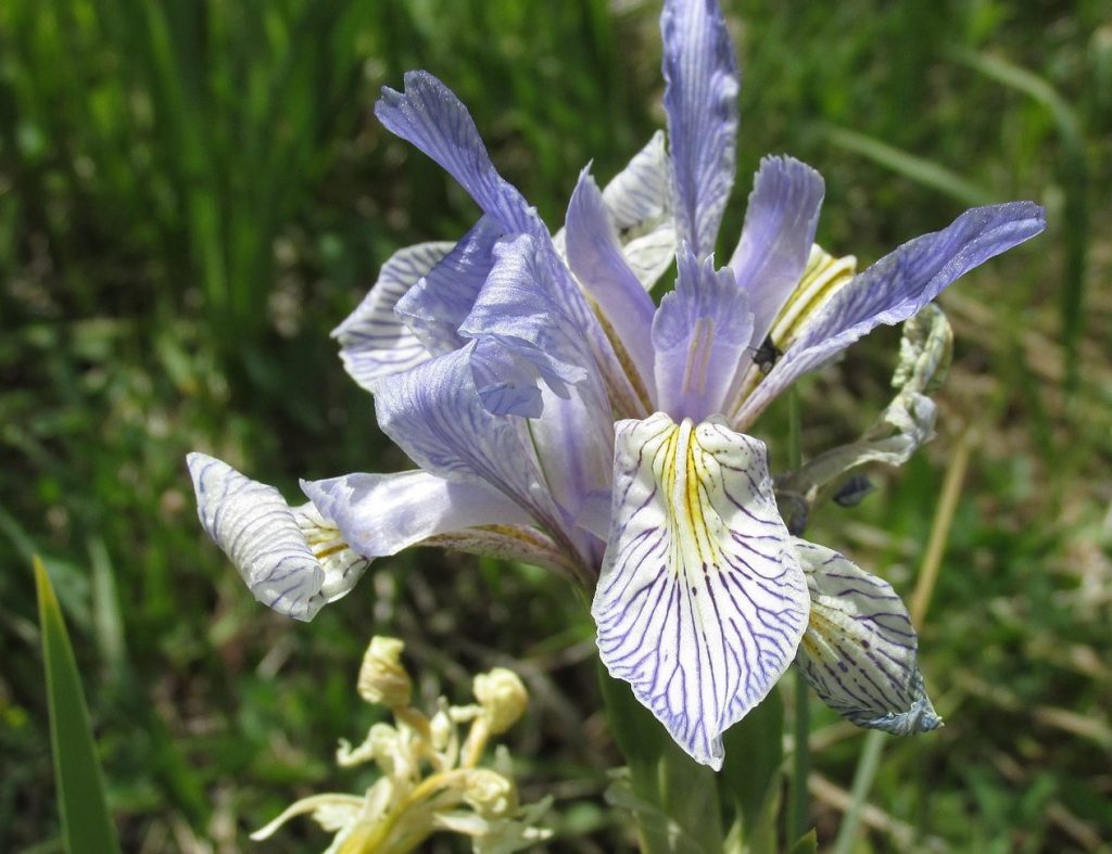 plants poisonous to dogs in the west rocky mountain iris