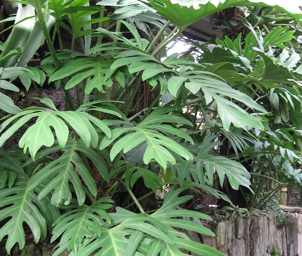 poisonous plant for dogs philodendron