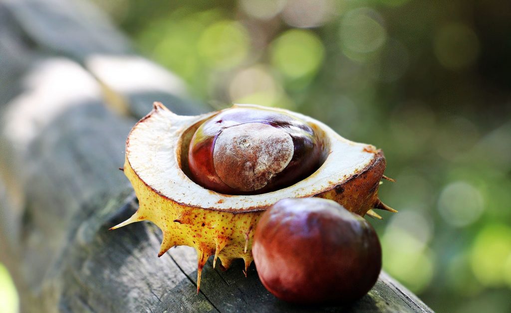 trees poisonous to dogs horse chestnut