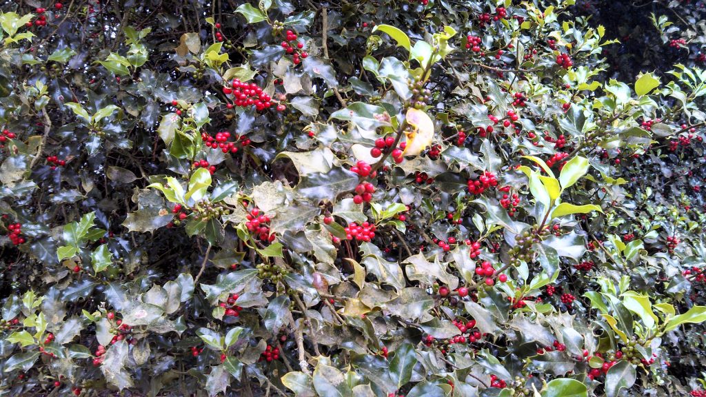 poisonous plants for dogs in the west english holly