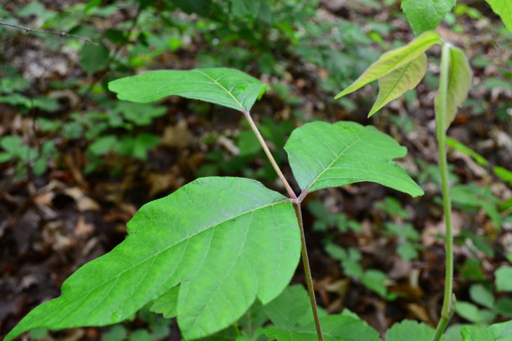 poisonous plants for dogs in the west poison ivy