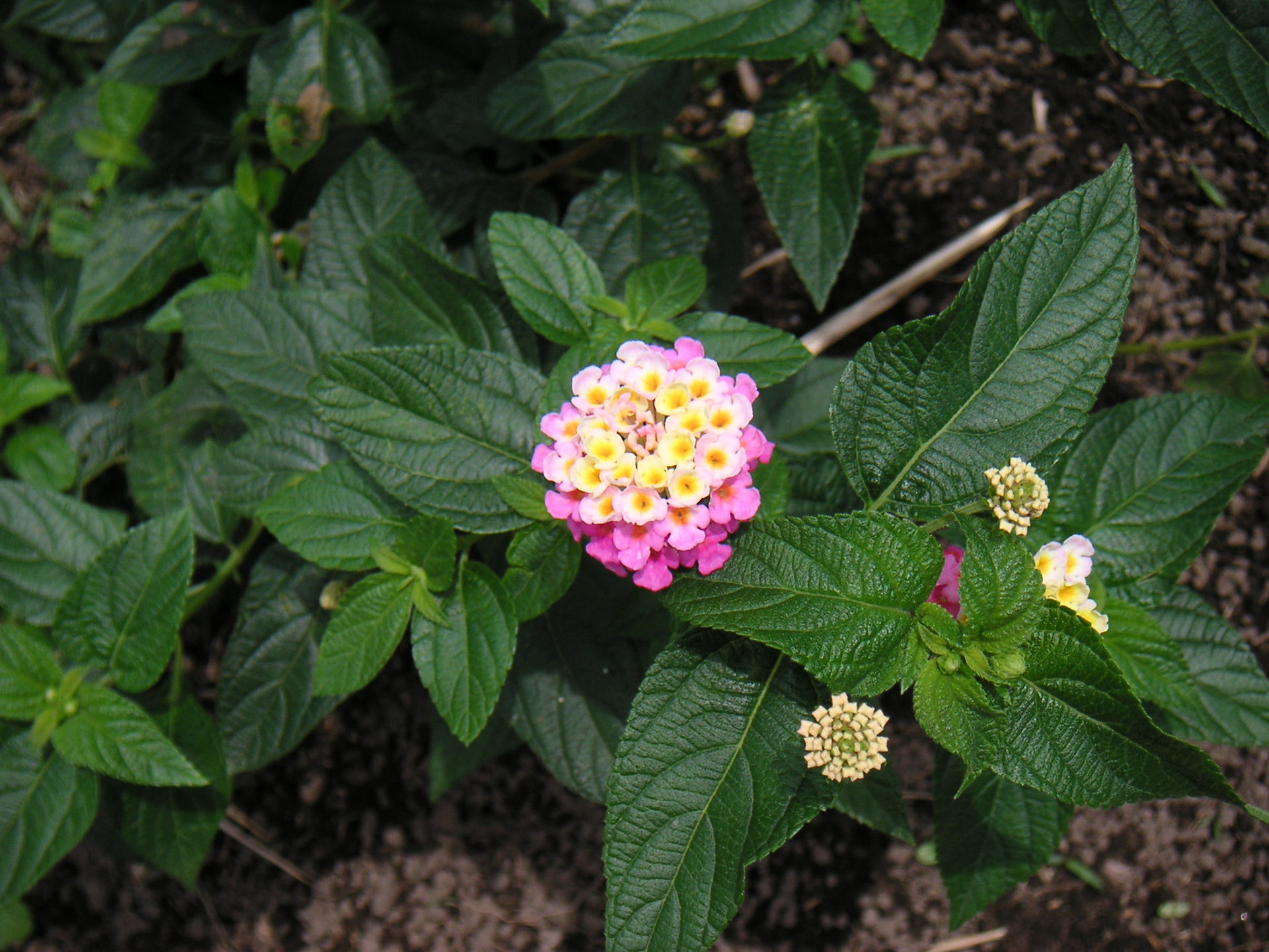 Plants Poisonous to Dogs in the Southwest The Dog People by