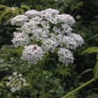 poisonous plants for dogs in the midwest water hemlock