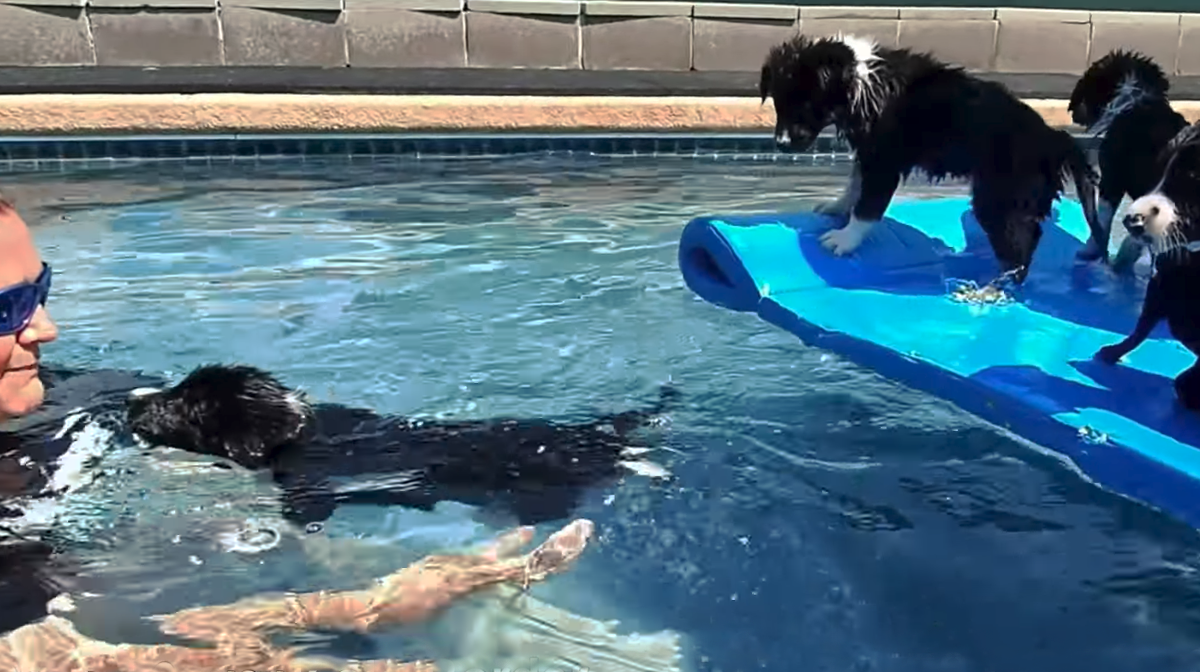What Age Can Puppies Start Swimming