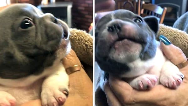 Is That An Ewok Meet The Super Rare Long Haired French Bulldog