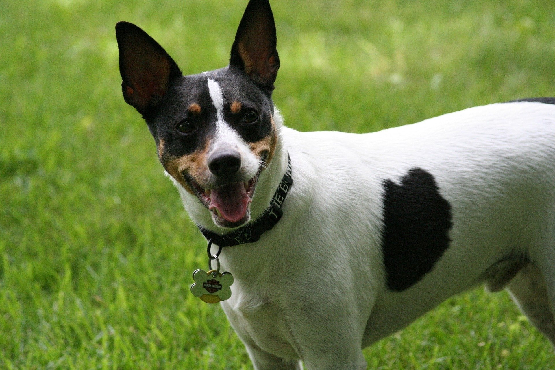 7 Facts That Rat Terrier People Know By Heart The Dog People By Rover Com