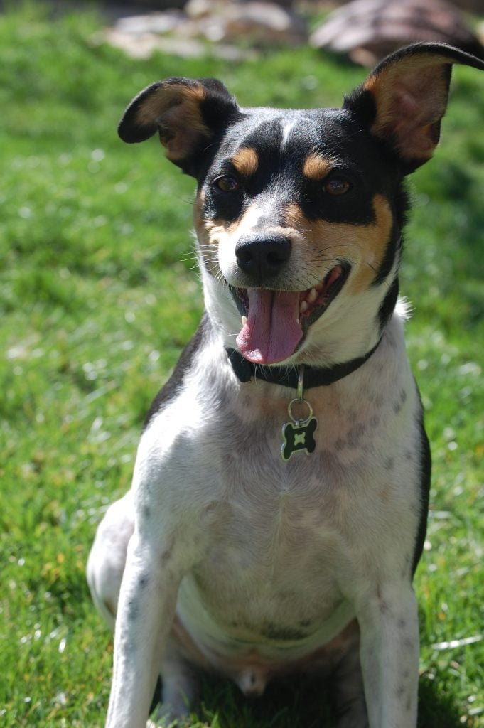 7 Facts That Rat Terrier People Know By Heart The Dog People By Rover Com