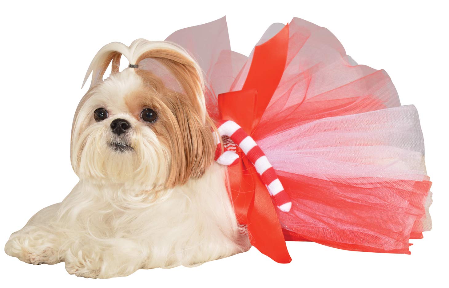 Dog Photo Shoot Props All You Need for a Great Holiday Photo Shoot