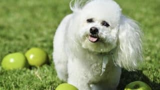 Zuchon Dogs Fun Facts History And How To Get One