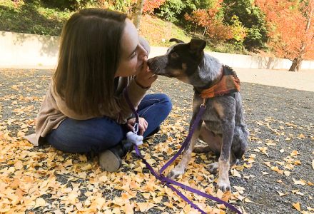 10 powerful ways to promote your rover business the dog people by