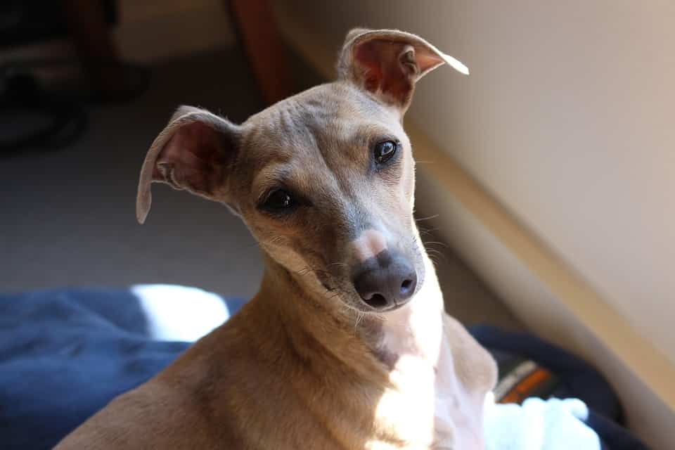 Italian Greyhound on blanket