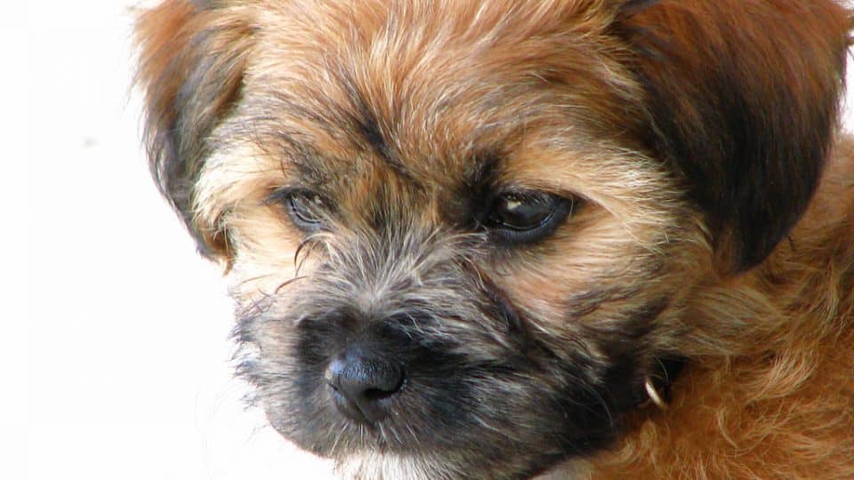 Teken leveren Troosteloos Allergisch voor hondenharen, maar toch een hond? Deze 26 hondenrassen  verharen bijna niet! | The Dog People by Rover.com