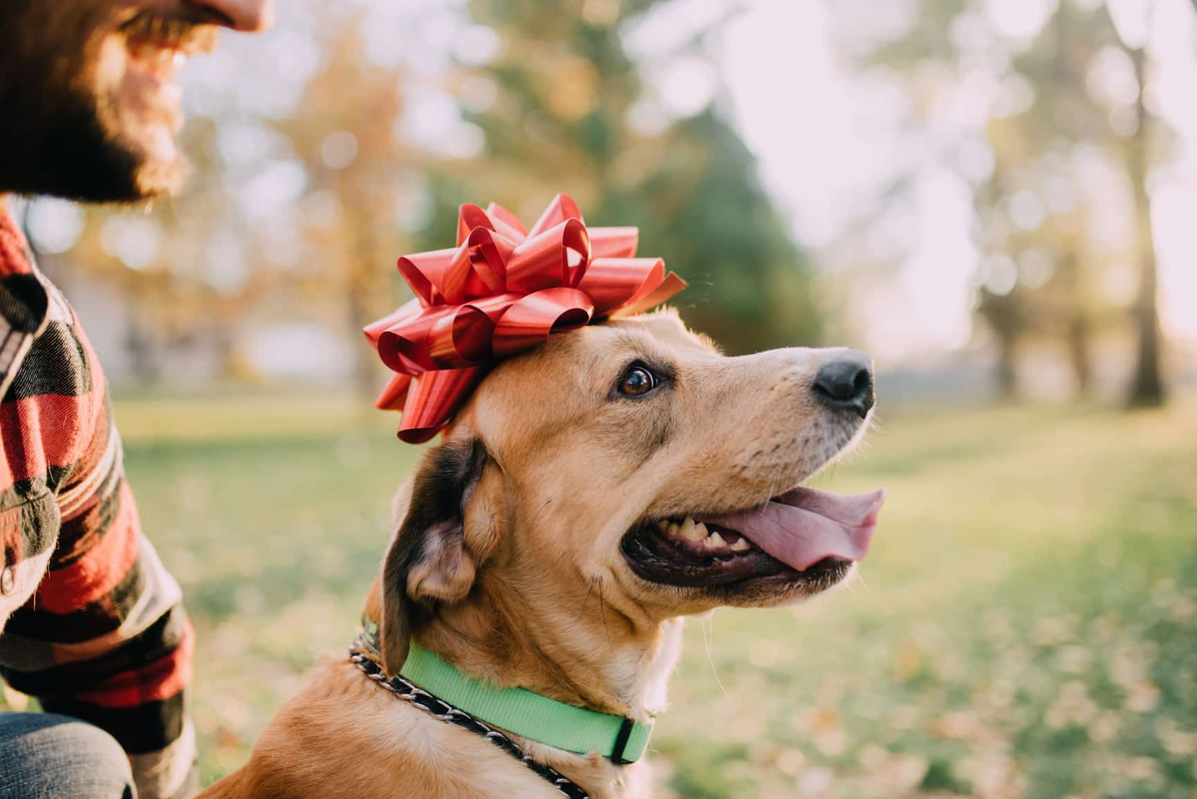 dog with christmas bow smiling