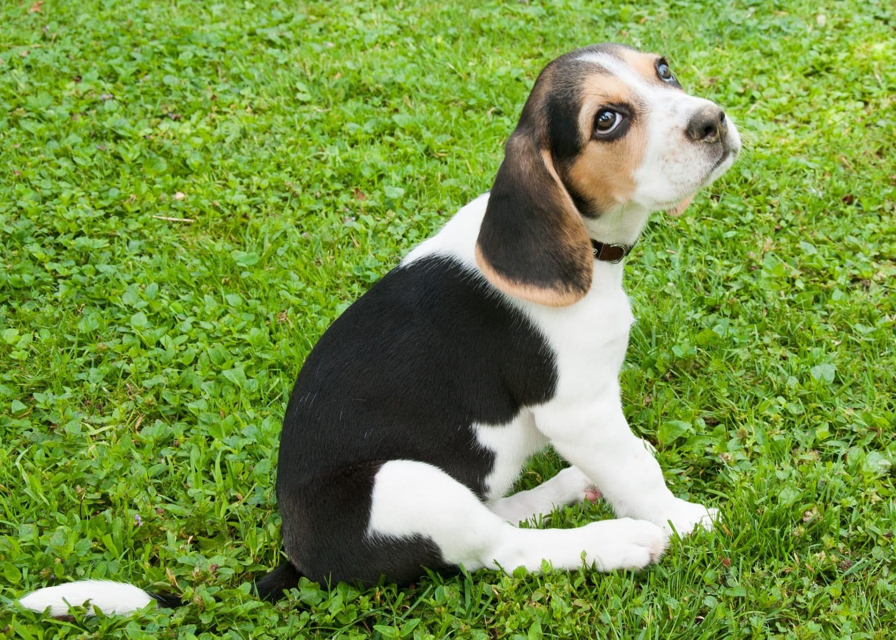 Beagle Puppies Everything You Need to Know The Dog People by