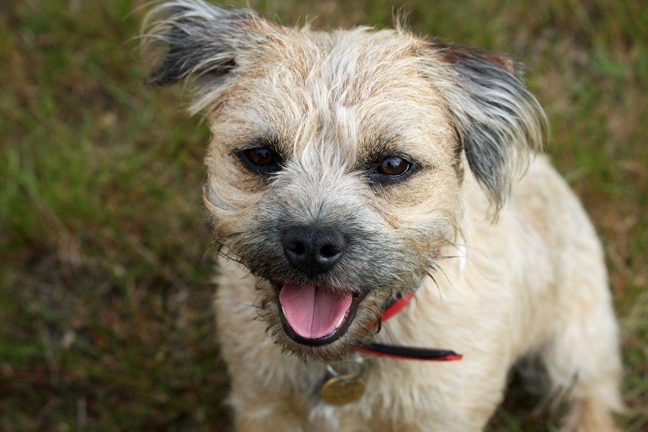 border terrier smiling