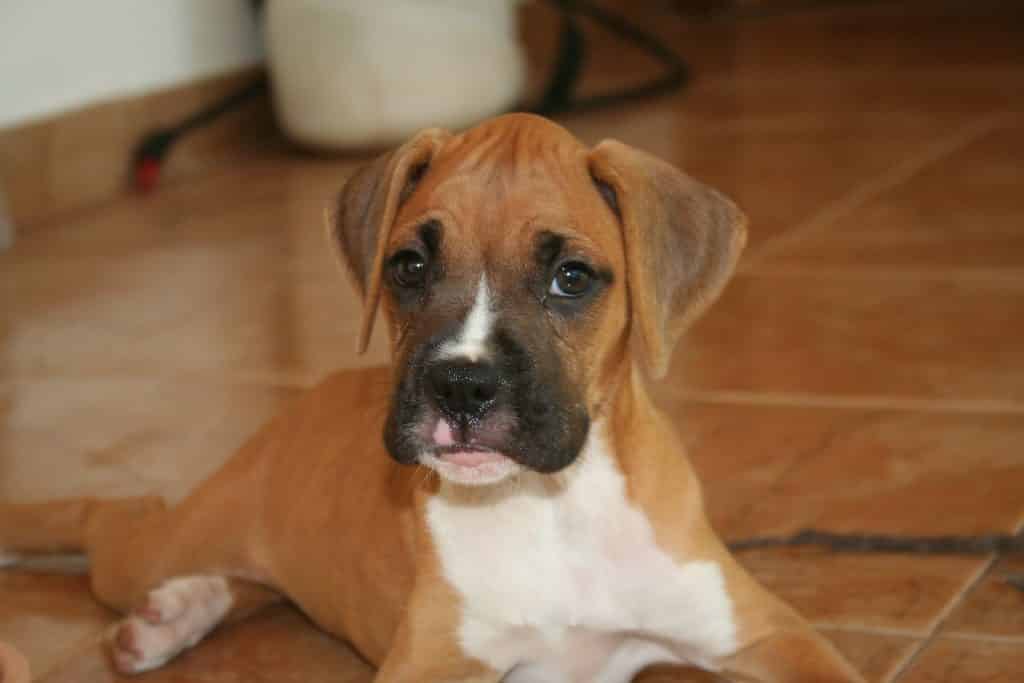 Boxer Puppies Boxer Dog Puppy Size, Lifespan, Personality and More