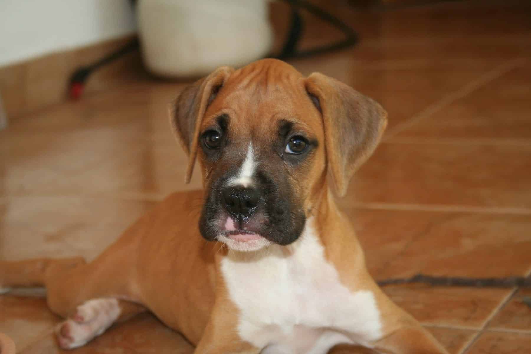 Boxer Puppies Boxer Dog Puppy Size, Lifespan