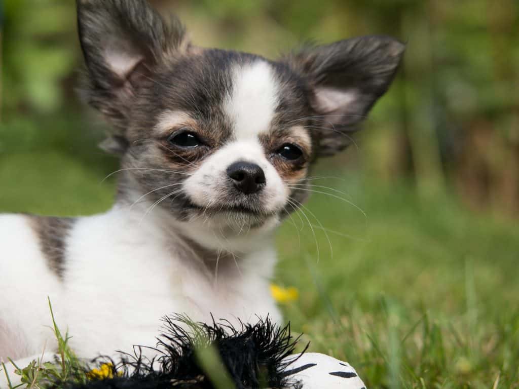 petit chien chihuahua qui sourit