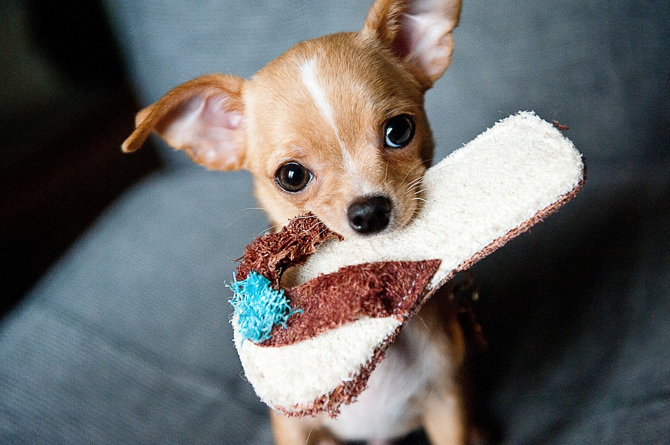 Chihuahua puppy