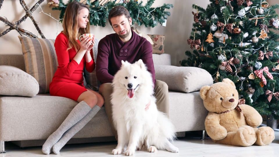 2019's Top Gifts for Dog Lovers | The Dog People by Rover.com
