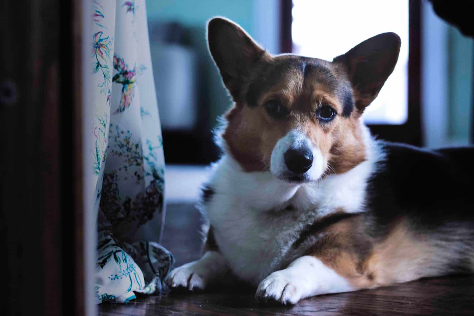 corgi lovers website