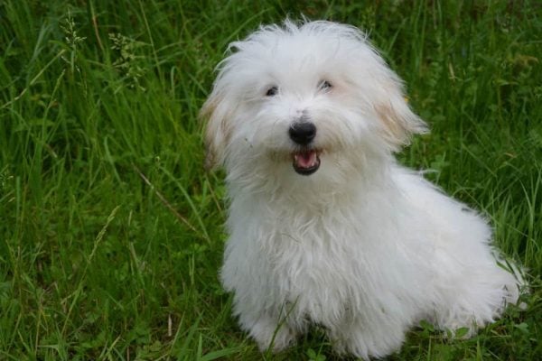Coton de Tulear sitting in grass
