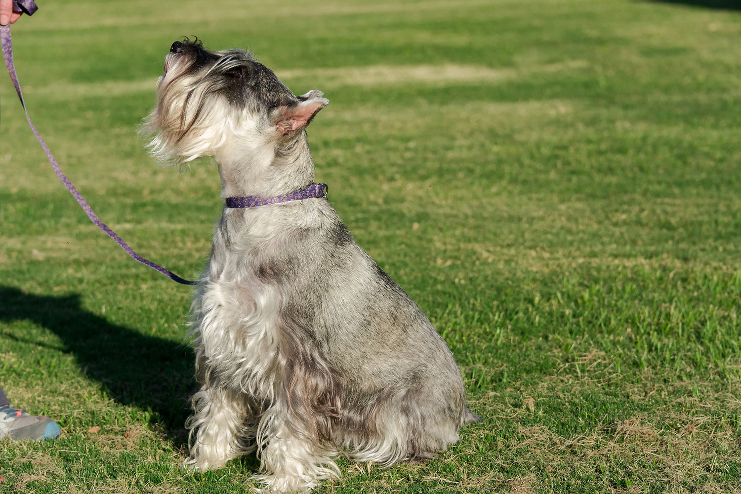 Martingale Dog Collars How to Use Them and Which Are Best The Dog