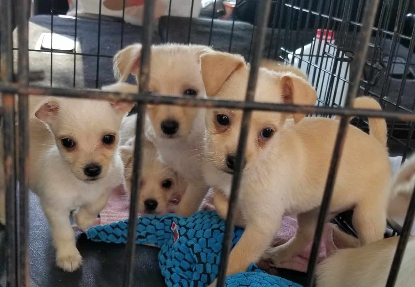 Unwanted Chihuahuas Flown To Forever Homes In Nyc Thanks To Unique