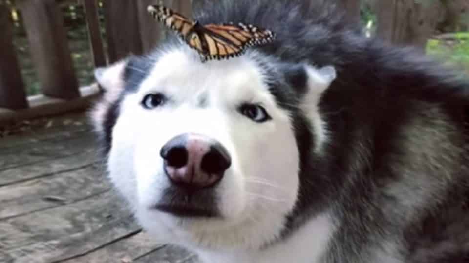 cymber husky butterfly face HERO