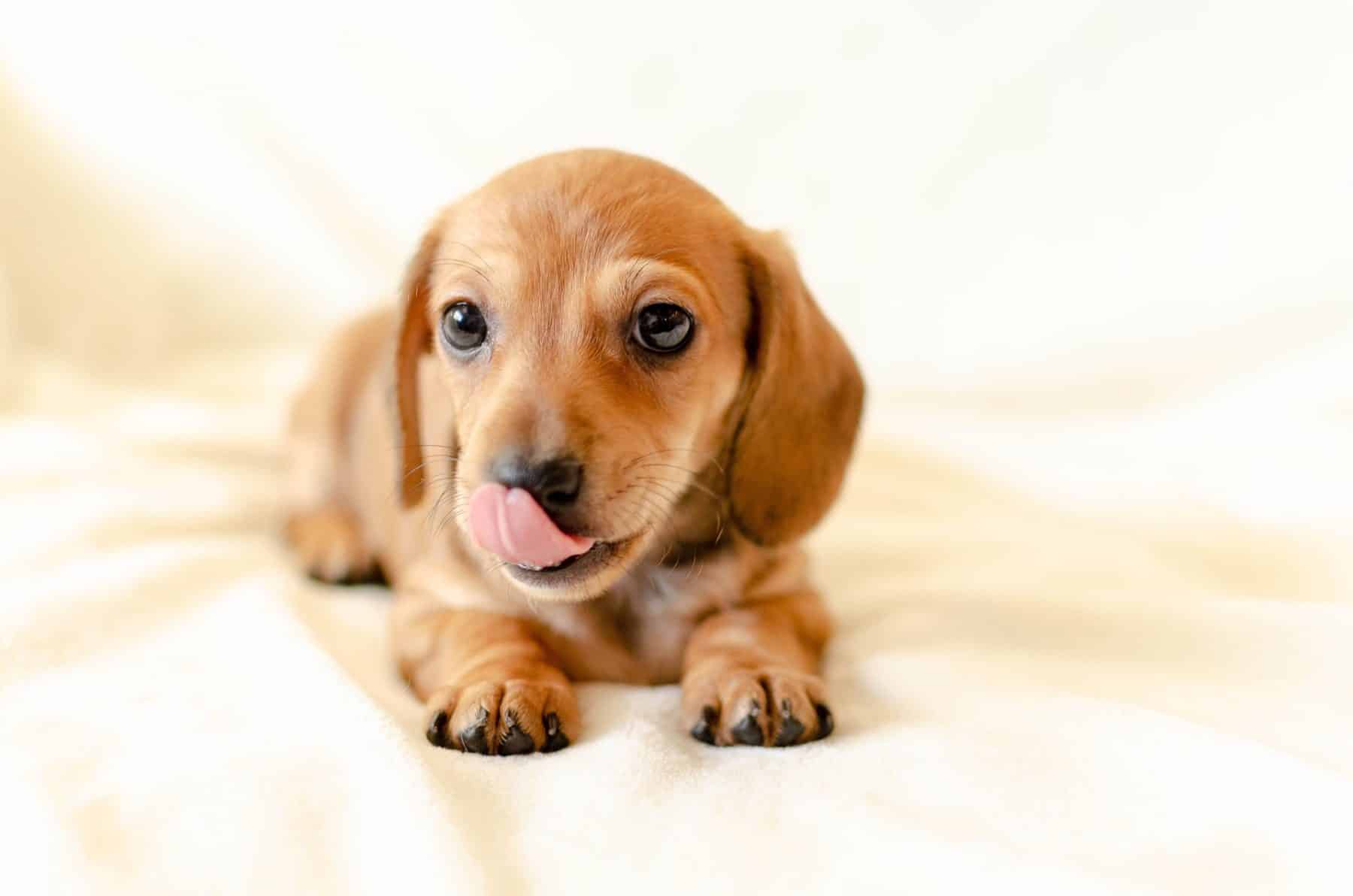 Image result for dachshund pup