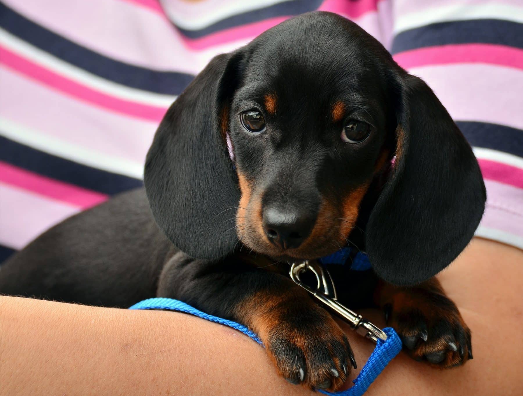 Dachshund Puppies | Dachshund Puppy Facts and How to Get a Puppy