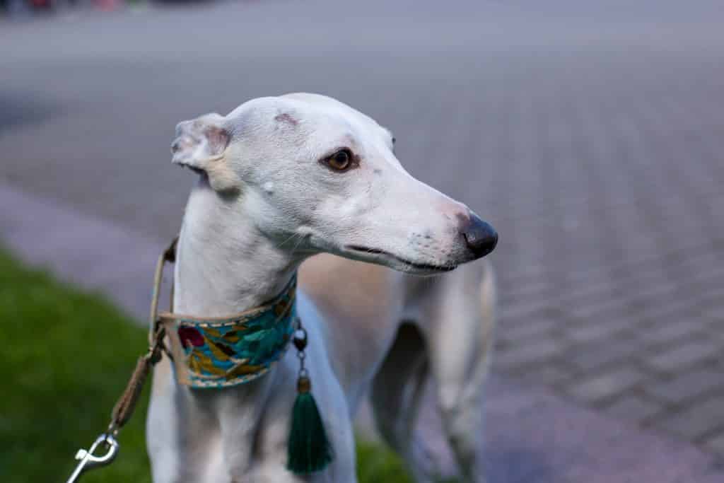 best chokers for dogs