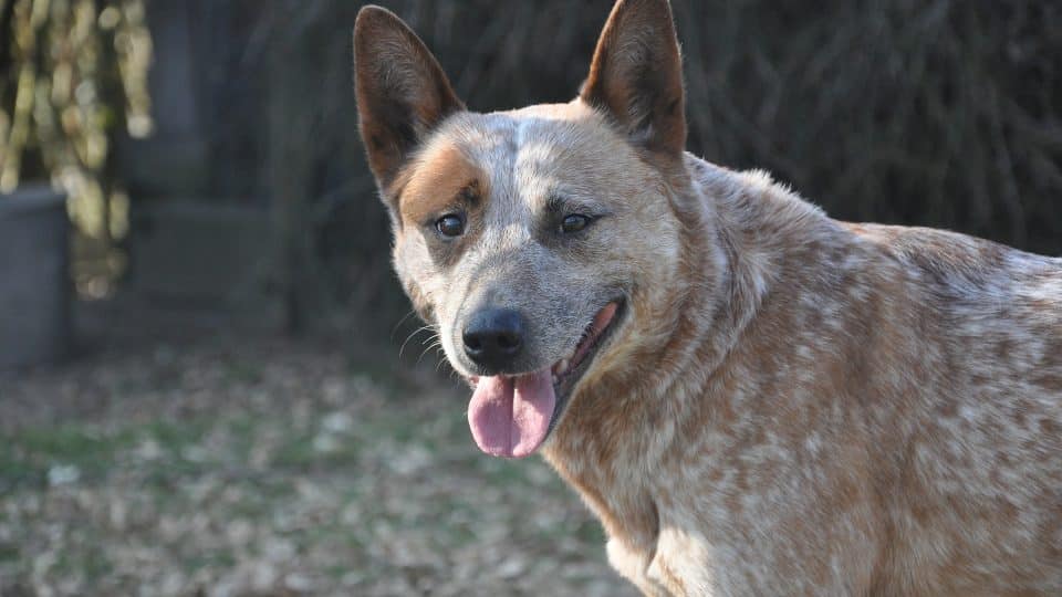 red heeler australian cattle dog smiling with dog names