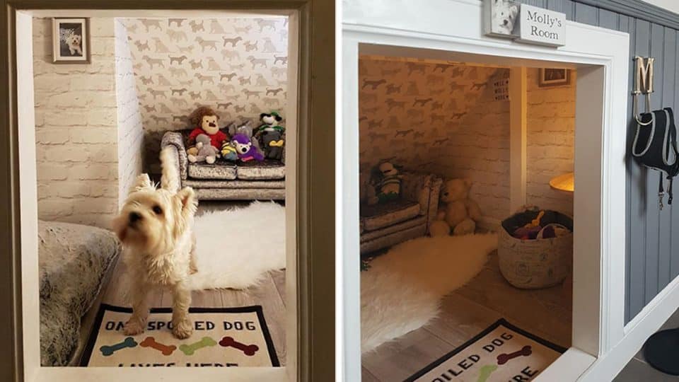 family builds westie her own room so she won't be jealous of