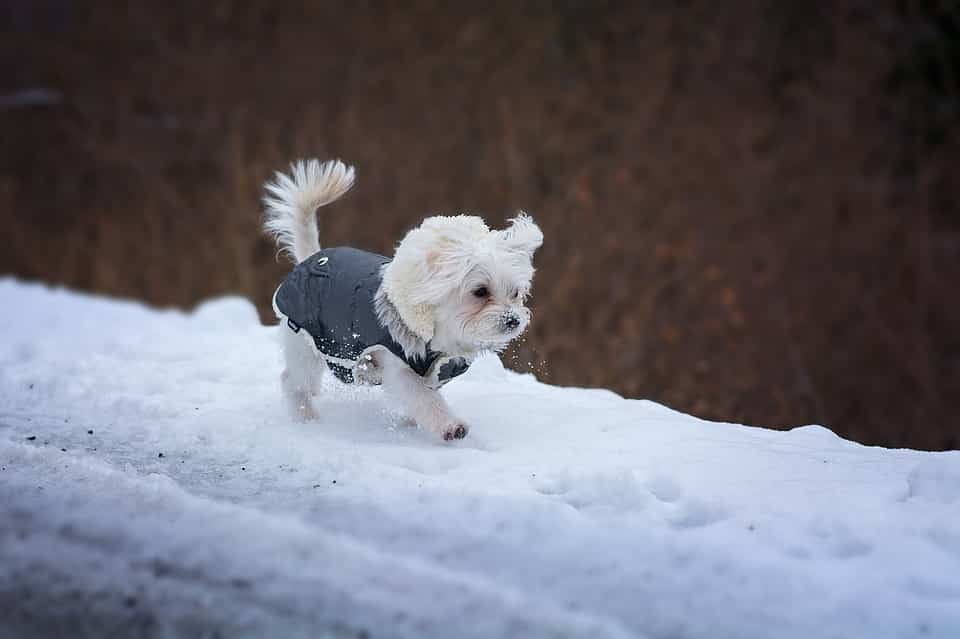 A small dog walks in the snow with a coat on.