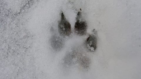 A dog paw print in the snow.
